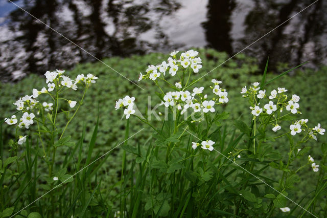 Large Bitter-cress (Cardamine amara)