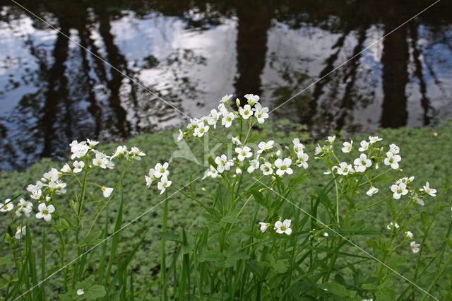 Bittere veldkers (Cardamine amara)