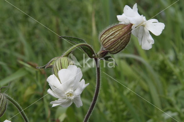 Bladder Campion (Silene vulgaris)