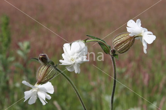 Bladder Campion (Silene vulgaris)