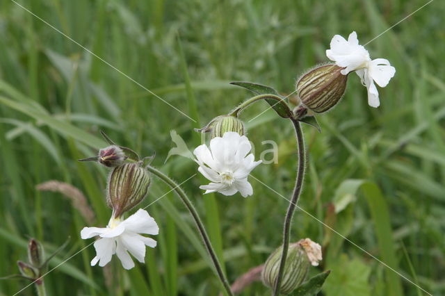 Bladder Campion (Silene vulgaris)