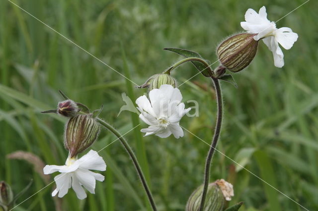 Bladder Campion (Silene vulgaris)