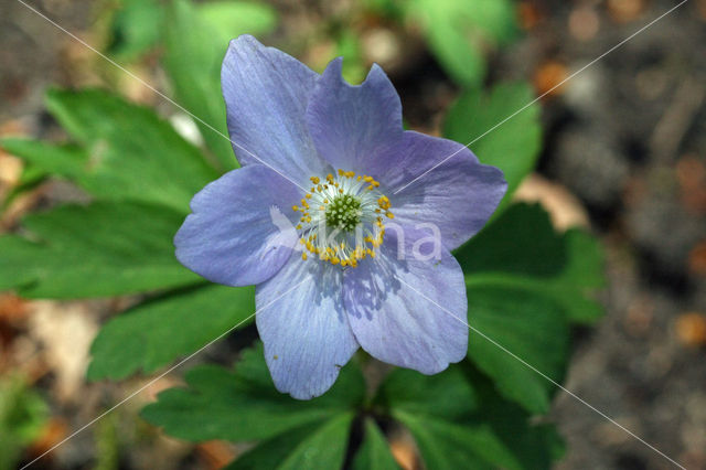 Blue Anemone (Anemone apennina)