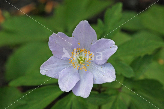 Blue Anemone (Anemone apennina)