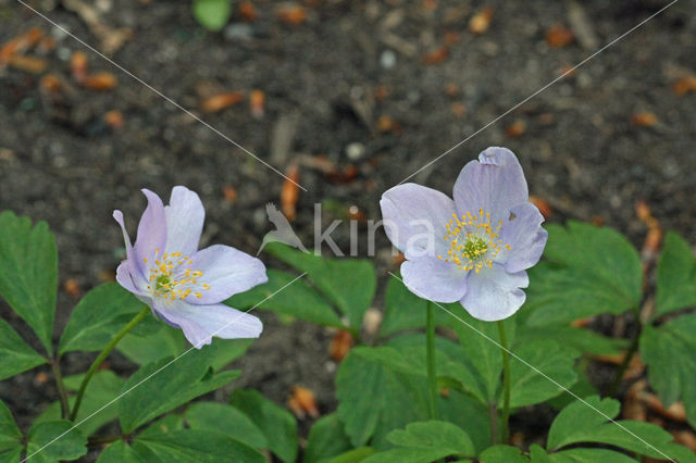 Blue Anemone (Anemone apennina)