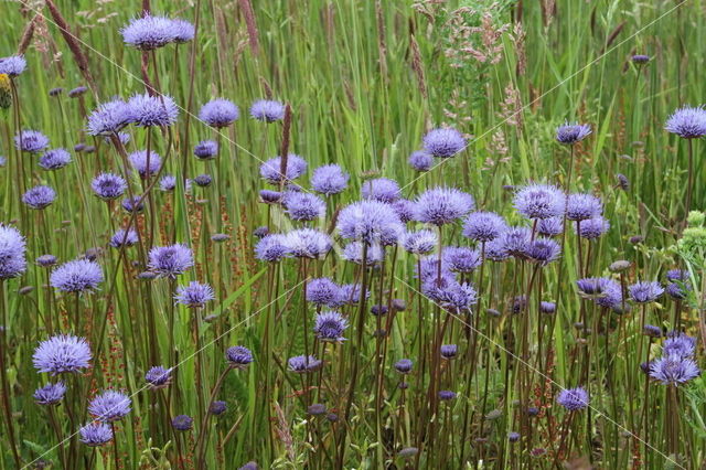 Devil's-bit Scabious (Succisa pratensis)
