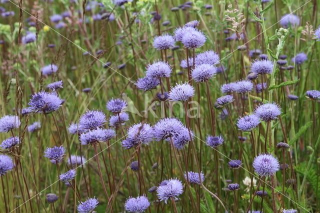 Devil's-bit Scabious (Succisa pratensis)