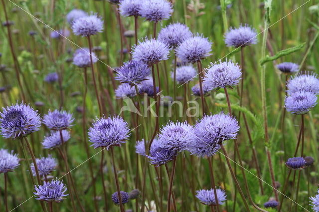 Blauwe knoop (Succisa pratensis)