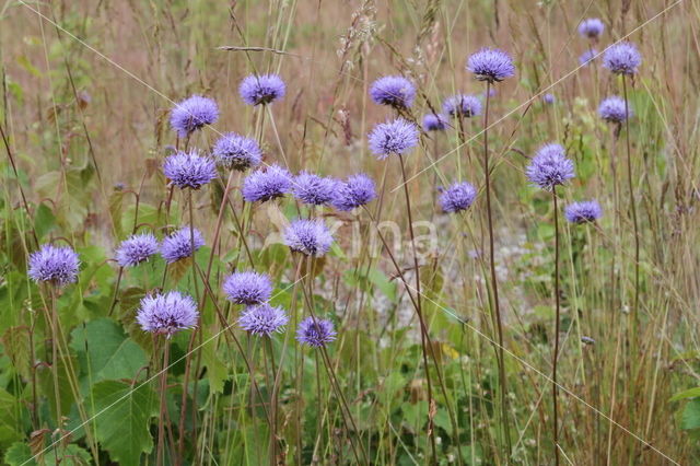 Blauwe knoop (Succisa pratensis)