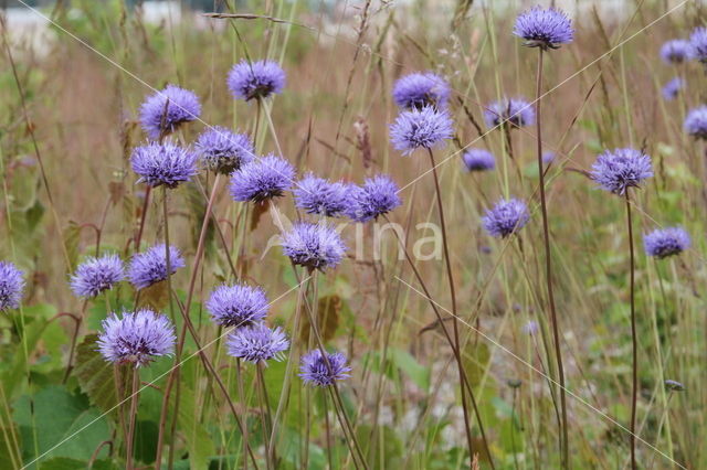 Blauwe knoop (Succisa pratensis)