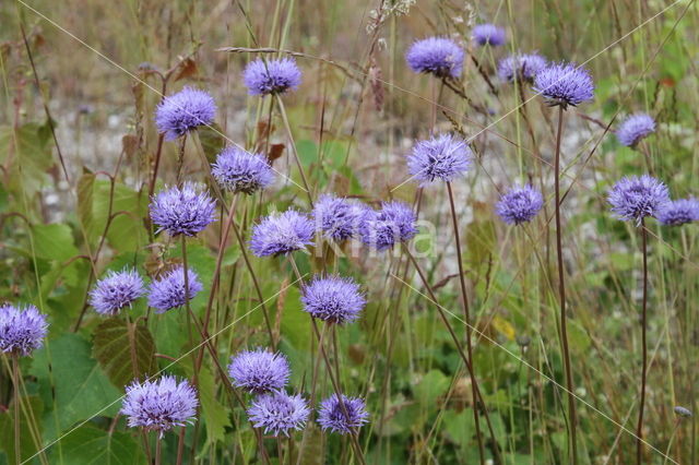 Devil's-bit Scabious (Succisa pratensis)