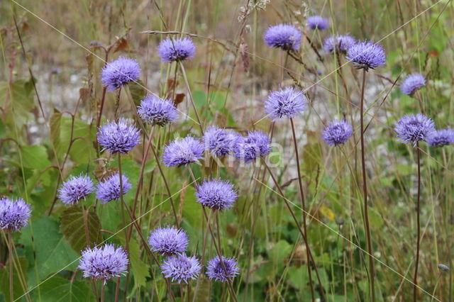 Blauwe knoop (Succisa pratensis)