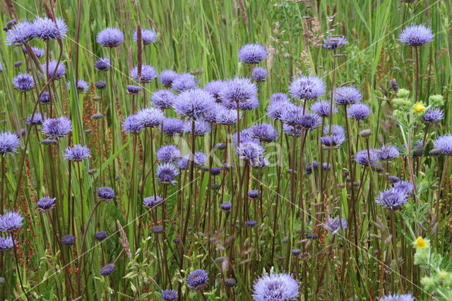 Blauwe knoop (Succisa pratensis)