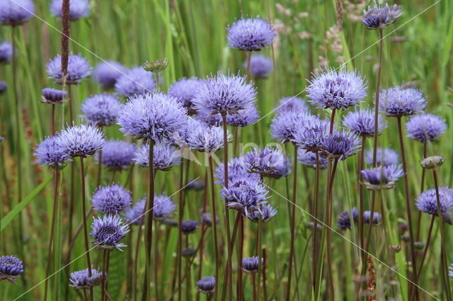 Blauwe knoop (Succisa pratensis)