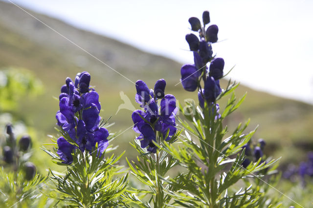 European Monkshood (Aconitum napellus)