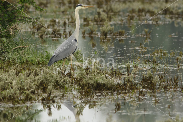 Grey Heron (Ardea cinerea)