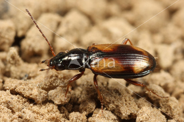 Bembidion femoratum