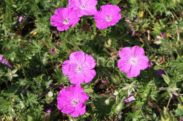 Bloedooievaarsbek (Geranium sanguineum)