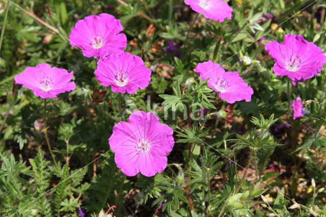 Bloedooievaarsbek (Geranium sanguineum)