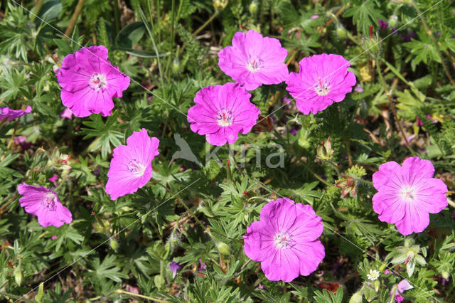 Bloedooievaarsbek (Geranium sanguineum)