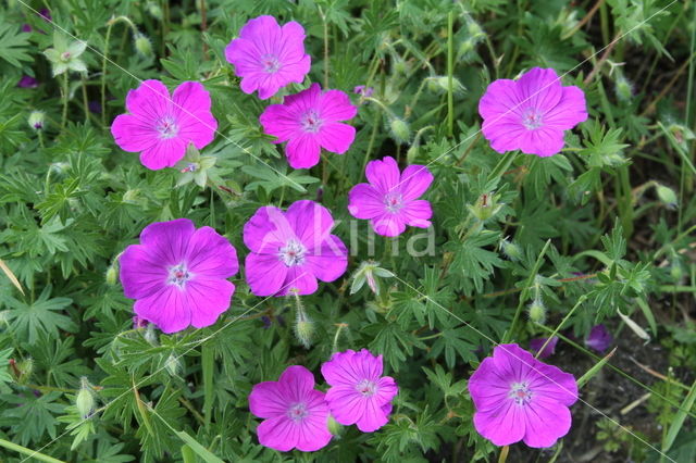 Bloody Crane's-bill (Geranium sanguineum)