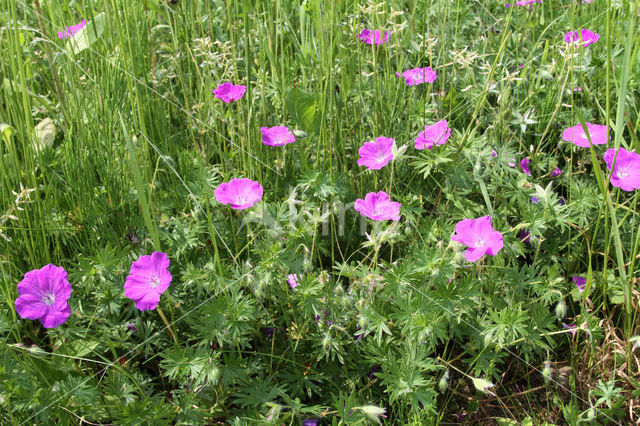 Bloody Crane's-bill (Geranium sanguineum)