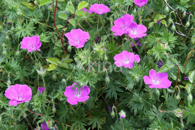 Bloedooievaarsbek (Geranium sanguineum)