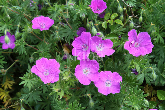 Bloedooievaarsbek (Geranium sanguineum)