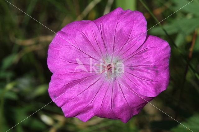 Bloedooievaarsbek (Geranium sanguineum)