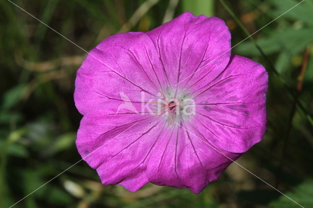 Bloody Crane's-bill (Geranium sanguineum)