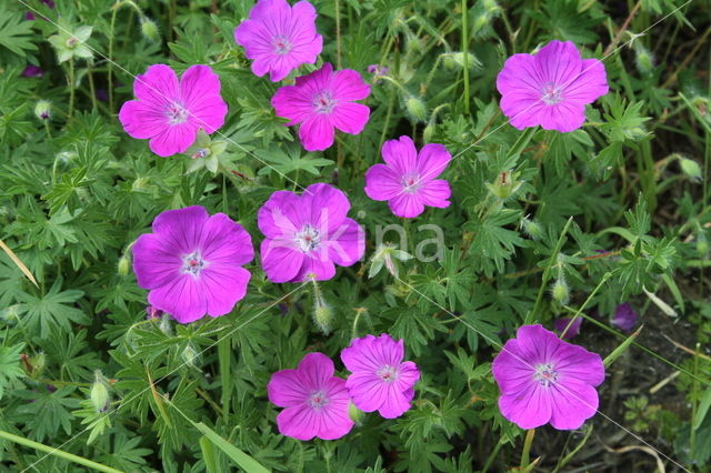 Bloedooievaarsbek (Geranium sanguineum)