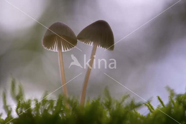 bonnet (Mycena spec.)