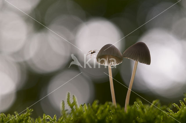 bonnet (Mycena spec.)