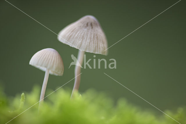 bonnet (Mycena spec.)