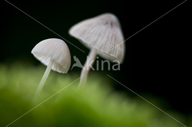 bonnet (Mycena spec.)