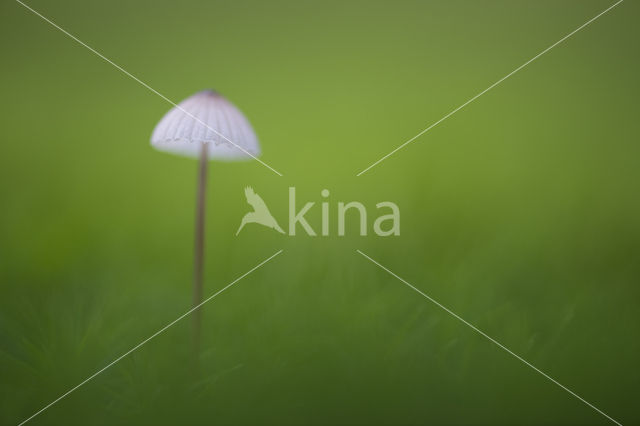 bonnet (Mycena spec.)