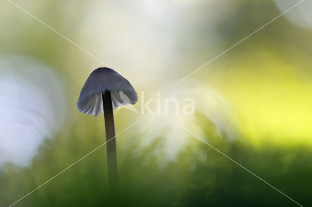 bonnet (Mycena spec.)