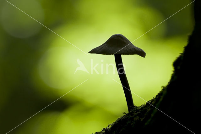 bonnet (Mycena spec.)