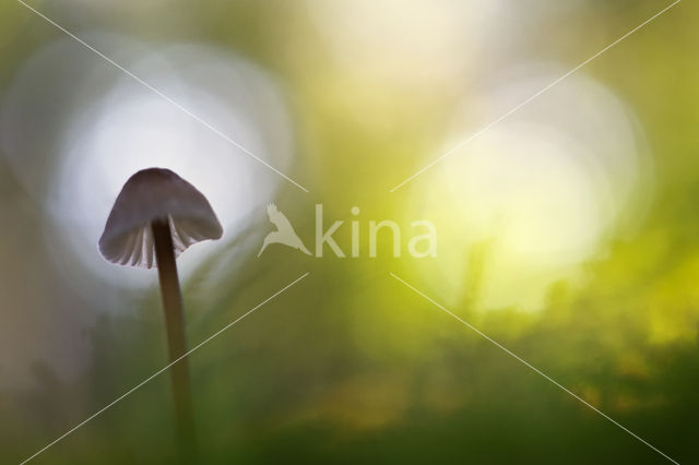 bonnet (Mycena spec.)