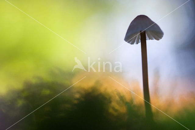 bonnet (Mycena spec.)