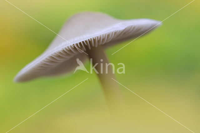 bonnet (Mycena spec.)