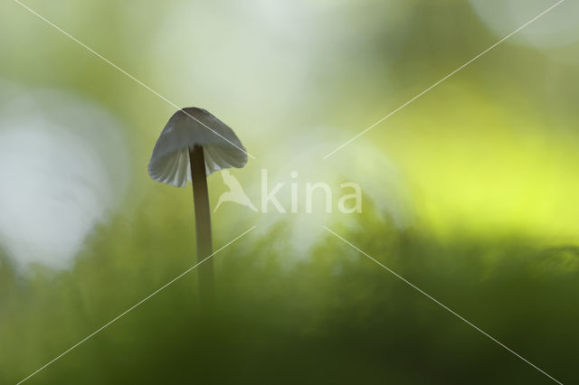 bonnet (Mycena spec.)