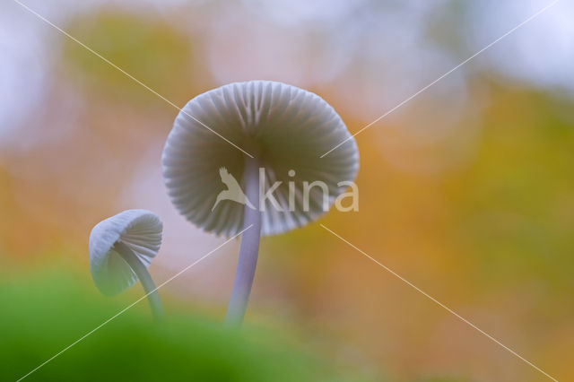 bonnet (Mycena spec.)