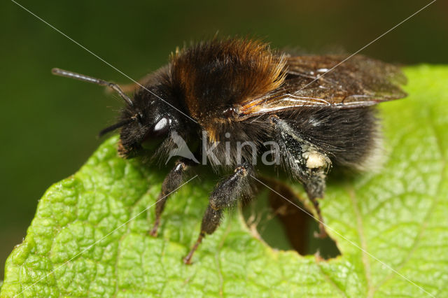 Boomhommel (Bombus hypnorum)