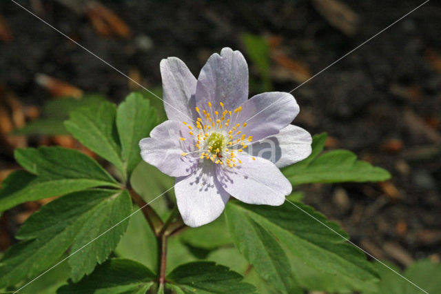 Bosanemoon (Anemone nemorosa)