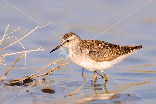 Bosruiter (Tringa glareola)