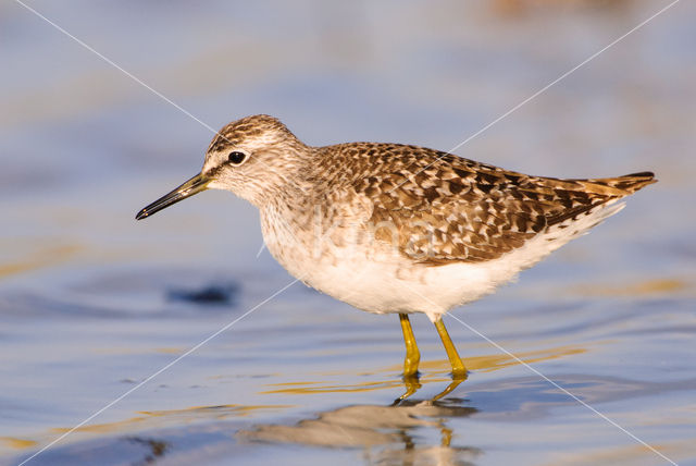 Wood Sandpiper (Tringa glareola)