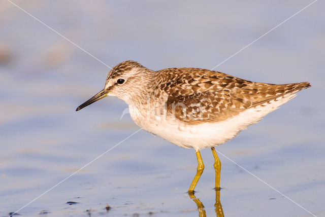 Wood Sandpiper (Tringa glareola)