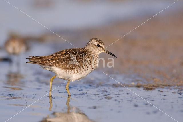 Wood Sandpiper (Tringa glareola)