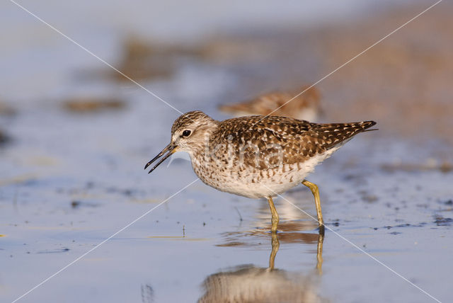 Wood Sandpiper (Tringa glareola)